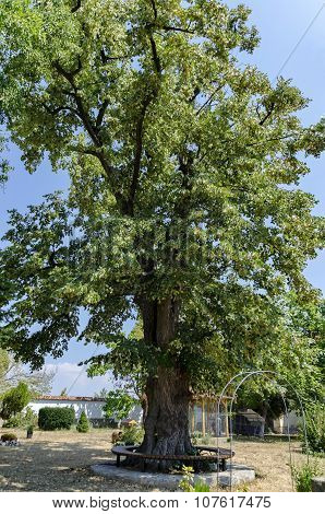 Old tree in the churchyard with situated around beauty bench,  Batkun Monastery