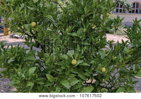 Lemon-tree and fruits in the churchyard, Batkun Monastery