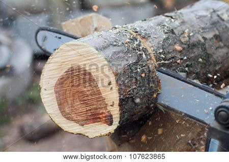 Working Saw And Log