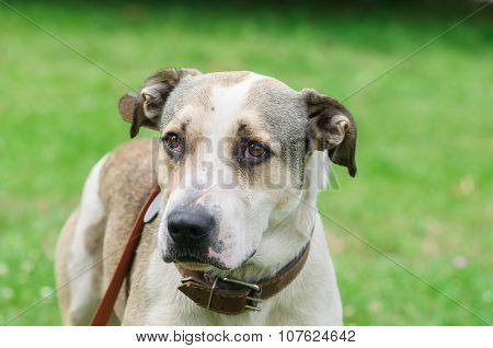 Dog During Walking