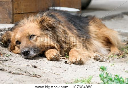 Dog During Walking