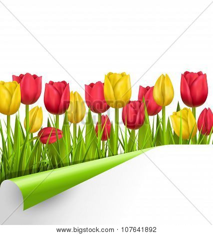 Green Grass Lawn With Tulips And Wrapped Paper Sheet