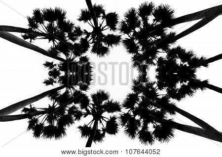 Sugar Palm Tree In Black And White