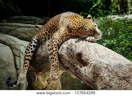 Leopard