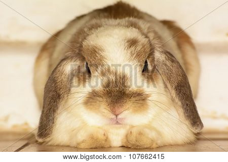 Rabbit