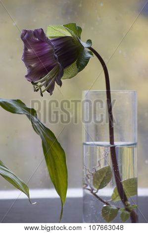 Cobeae in the glass
