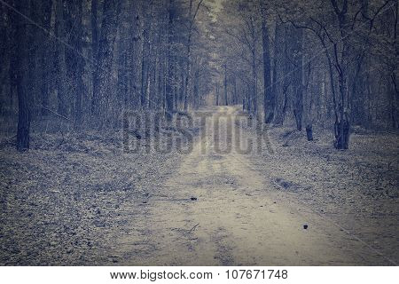 Misty Morgen Forest.