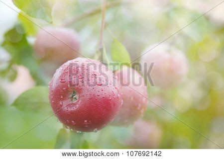Apple Growing On Tree After Rain