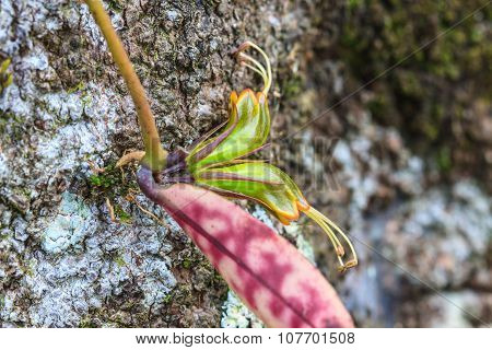 Wild Flowers In Forest