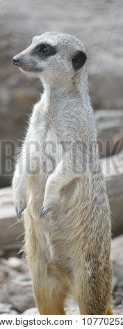 Meerkat In Fota Wildlife Park