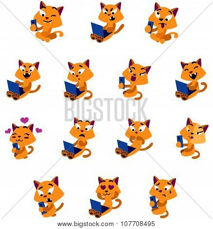 Yellow cats social life