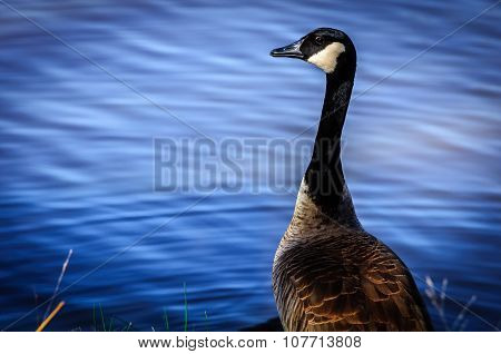 Park Goose Keeping Watch
