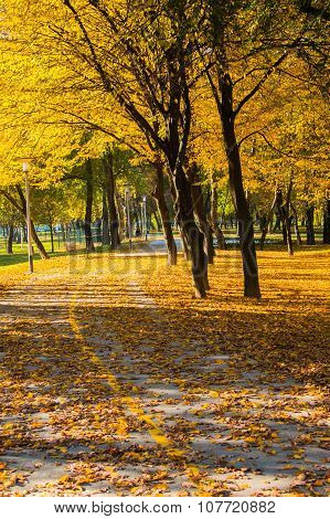 Yellow foliage on the street in Bundek park in Zagreb, Croatia