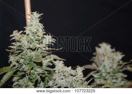 Medical Marijuana White Widow Flower Maturing