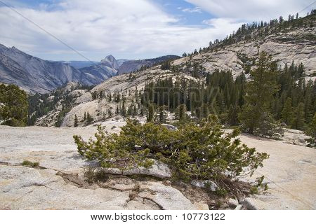 Növényzet, Olmsted pont, Yosemite