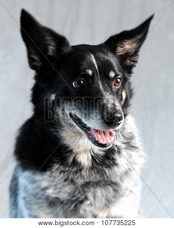 Blue Heeler Dog