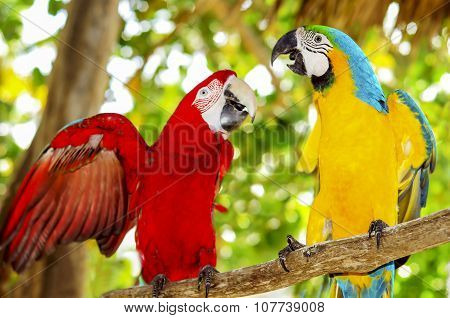 Two Beautiful Carribean Maccaws On Exotic Beach At Saona Island