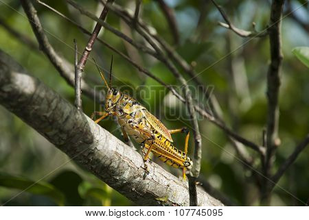 Grasshopper on Branch