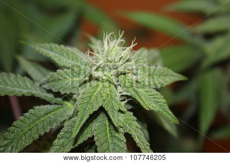 Medical Marijuana Flower