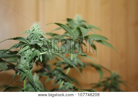 Medical Marijuana Flowers
