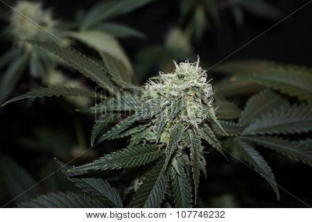 Medical Marijuana Flower