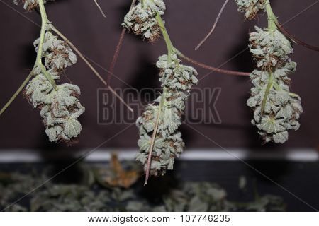 Medical Marijuana Buds Hanging To Dry