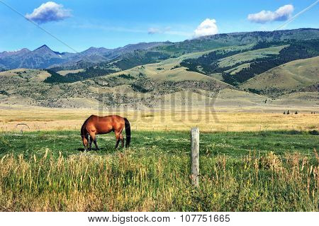 Grazing In Paradise Valey
