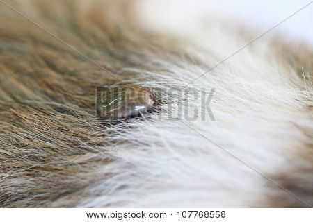 Big Tick On A Dog In Clearing.