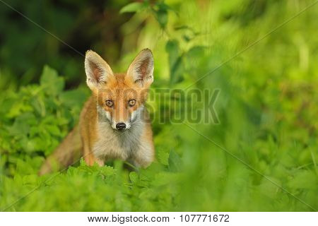 Red Fox