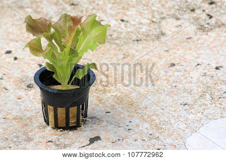 Young Red Batavia Lettuce