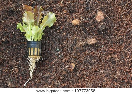 young red batavia lettuce