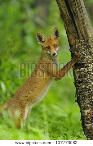 Red Fox