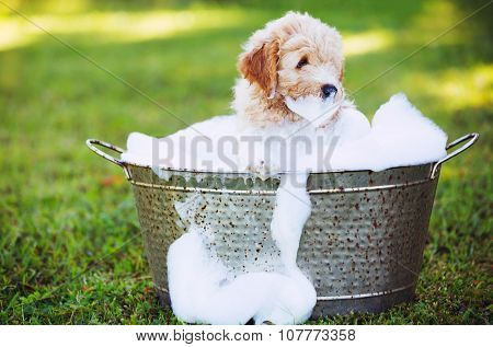 Adorable Cute Young Puppy Outside in the Yard Taking a Bath Covered in Soapy Bubbles
