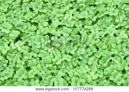 Seedling