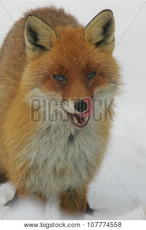Red Fox