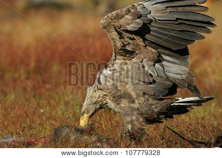 White-tailed Eagle