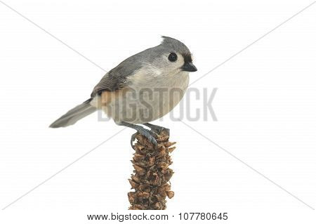Isolated Titmouse On A Branch