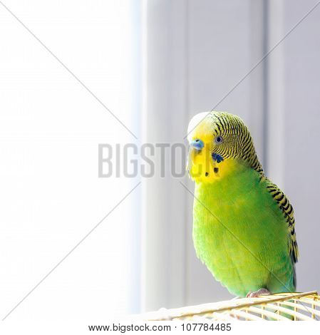 Budgerigar