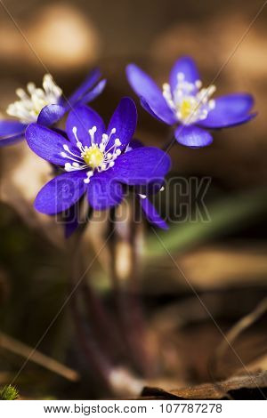 blue  anemones