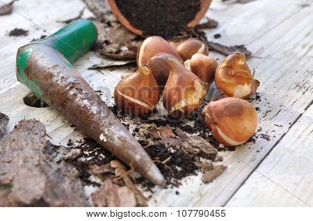 Flower Bulbs