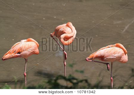 Flamingos สีชมพู