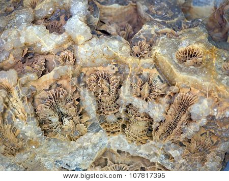 Petrified coral
