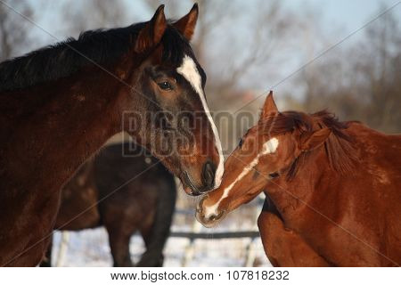 Two Horses Nuzzling Each Other