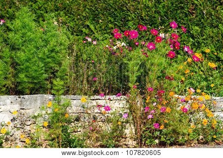 Cosmos Bipinnatus, Commonly Called The Garden Cosmos Or Mexican Aster