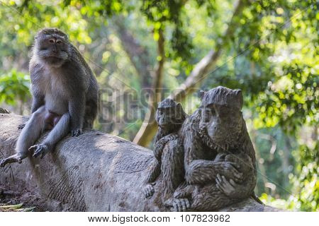 Long-tailed Macaques (macaca Fascicularis) In Sacred Monkey Forest, Ubud, Indonesia