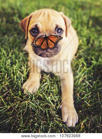 a cute chihuahua pug mix puppy (chug) looking at the camera with grass in his mouth and a butterfly on his nose in a backyard during summer toned with a retro vintage instagram filter app or action 