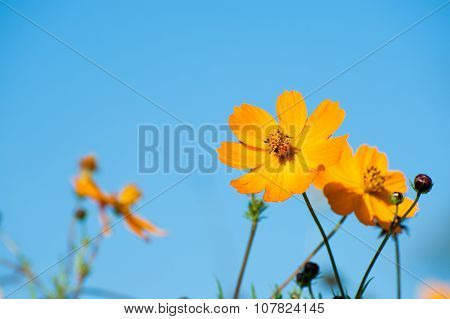 Cosmos Bipinnatus, Commonly Called The Garden Cosmos Or Mexican Aster