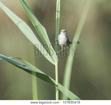 Graceful Prinia Warbler Perched On A Blade Of Grass