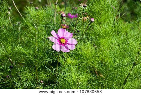 Cosmos Bipinnatus, Commonly Called The Garden Cosmos Or Mexican Aster