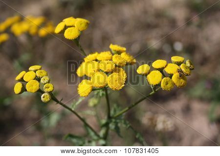 Tansy